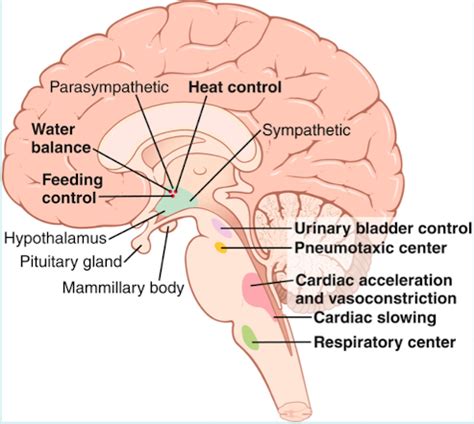 Autonomic Nervous System Adrenal Medulla Flashcards Quizlet