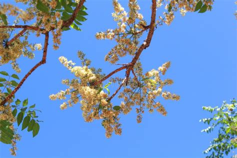 flowers  neem tree  tommy bautista blog