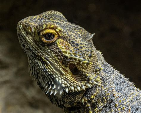 Bearded Dragon Photos, Download The BEST Free Bearded Dragon Stock ...