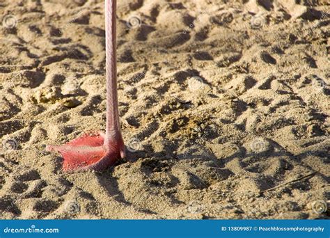 Flamingo Foot Stock Image Image Of Sunset Beach Claw 13809987