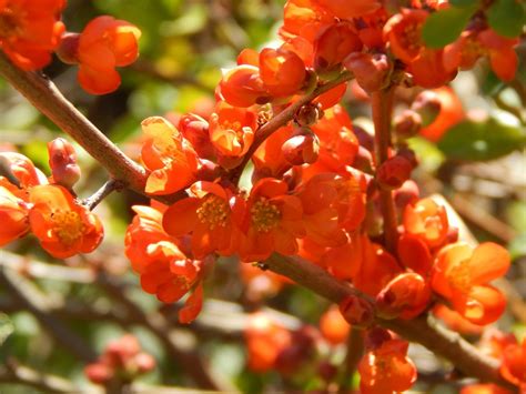 Kostenlose Foto Bl Hen Frucht Beere Blatt Blume Orange