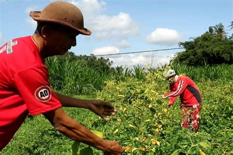 Cuaca Buruk Petani Cabai Gagal Panen Bali Express