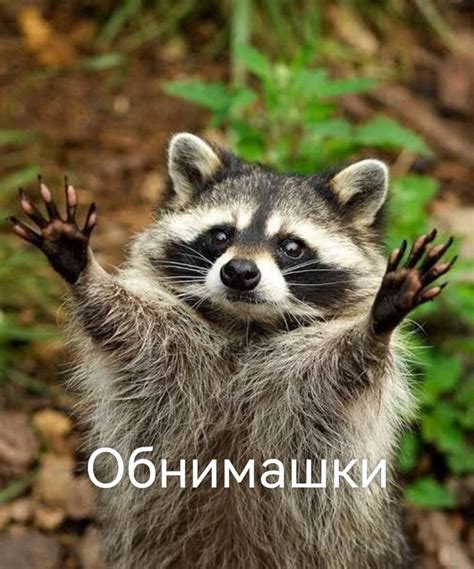 Обнимашки | Детеныши животных, Еноты, Фотографии животных