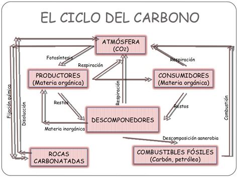 Mapa Conceptual Del Ciclo Del Carbono Ilsi Images And Photos Finder