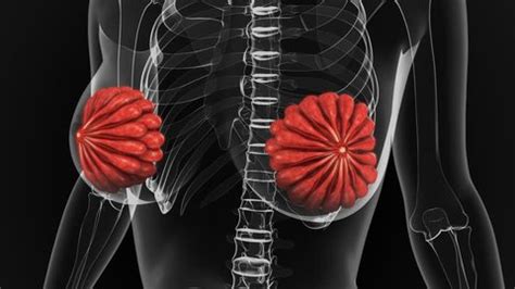 Female areola Stock Video Footage - 4K and HD Video Clips | Shutterstock