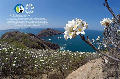 Un Viaje Visual Al Imponente Golfo De California Son Playas