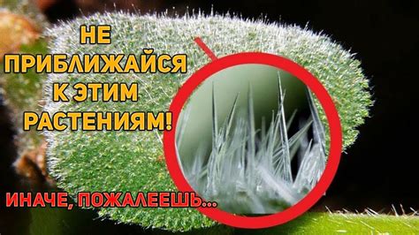 Самые опасные растения в мире – лучше держись от них подальше - YouTube