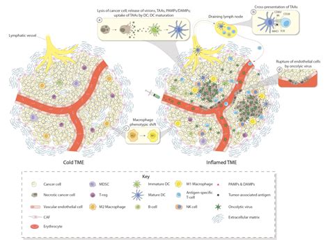 Figure 1 From Immune Conversion Of Tumor Microenvironment By Oncolytic