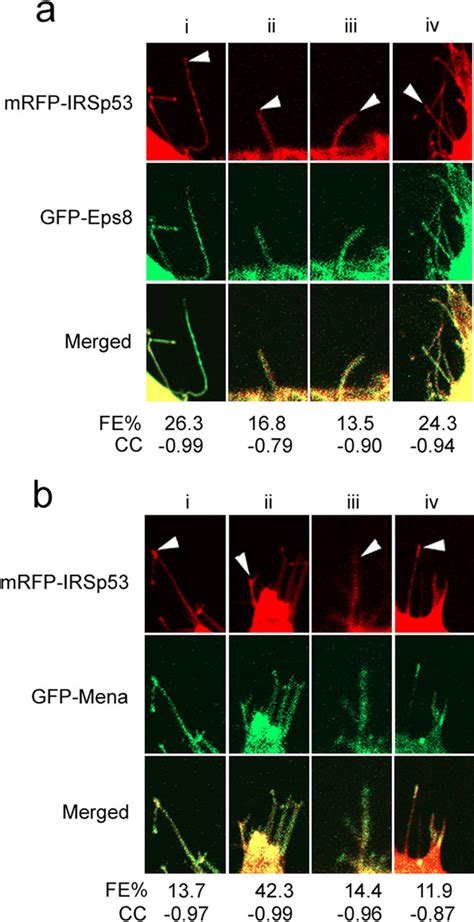 The Cdc Effector Irsp Generates Filopodia By Coupling Membrane