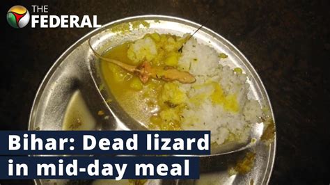 Read All Latest Updates On And About Lizard In Mid Day Meal