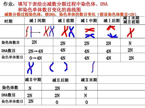 减数分裂过程的染色体核和染色单体的数目变化以及有丝分裂和减数分裂的比较和图像判断ppt课件文档下载