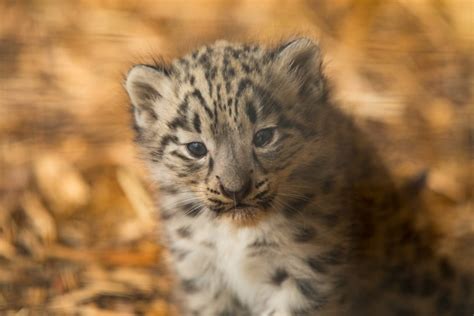 GALLERY: Litter of rare snow leopard cubs born at the Highland Wildlife ...