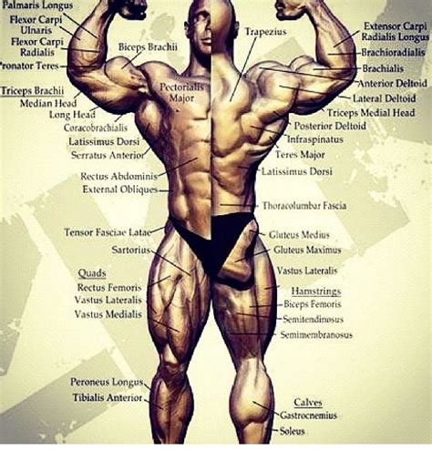 Muscle Chart Lift Strong Live Long Mike