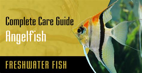 Angelfish Complete Care Guide Setup Fish Tank