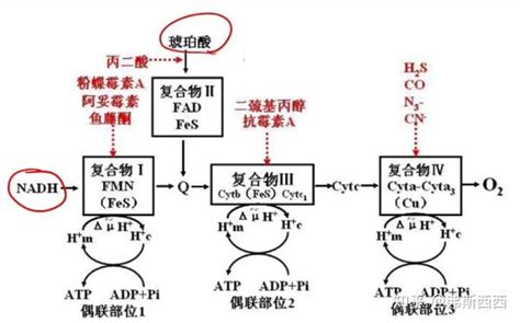 生化生物氧化 知乎