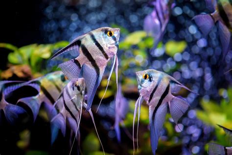 13 Types of Angelfish for Freshwater Aquariums (With Pictures) | Pet Keen