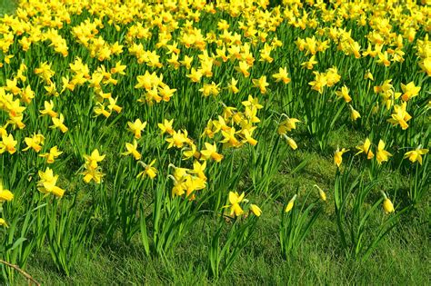 10 Types Of Yellow Daffodils - A-Z Animals 