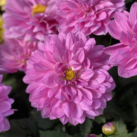 Dalina® Grande Cozumel Dahlia Garden Crossings