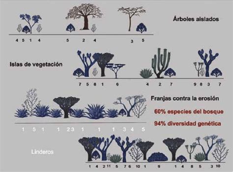 Ejemplo De Pr Cticas Agroforestales Documentadas En Las Zonas Ridas