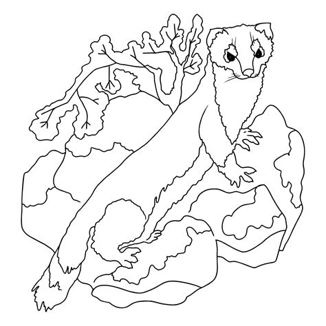 Coloring Page With An Ermine Print A4 For Free