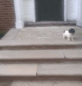 Dog Falls Down Stairs GIFs - Get the best GIF on GIPHY