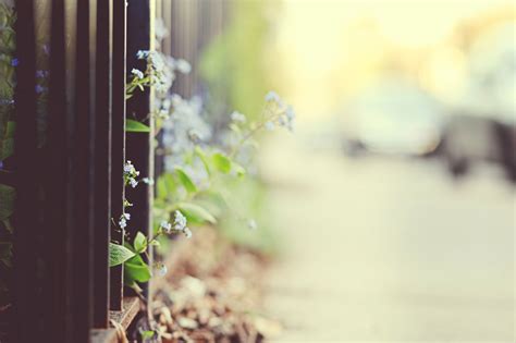 Wallpaper Sunlight Nature Branch Green Yellow Morning Blossom