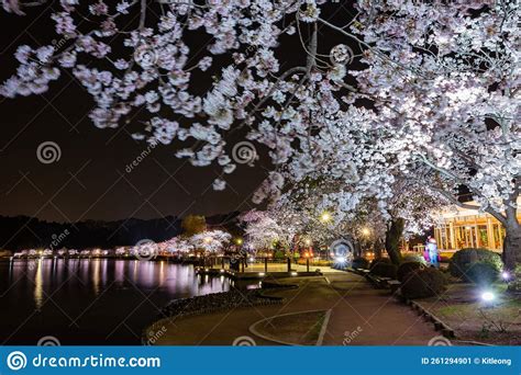 Night View of the Cherry Blossom in Senba Lake Editorial Photo - Image ...