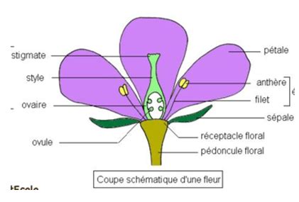 Exercice Le On G Svt Me Organisation De La Fleur Les Organes