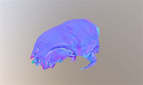 3d Model Photorealistic Scanned Small Skull Of Rodent Vr Ar Low