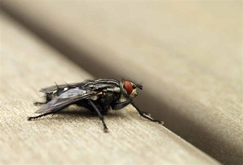 The Ultimate Guide To Completely Eradicating Flies