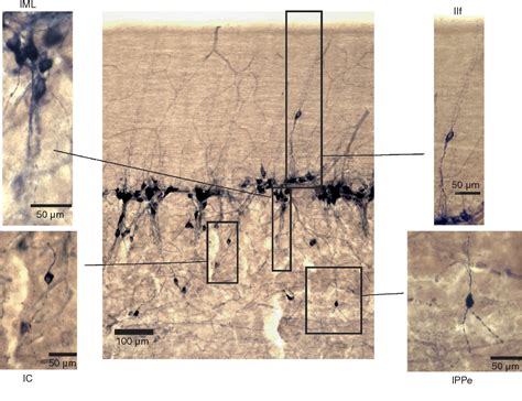 Figure 3 from Sympathetic preganglionic neurons: properties and inputs ...