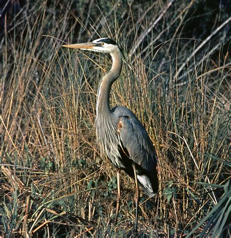 Welsh Myth And Legend On Twitter A Heron And A Cat And A Bramble Gave