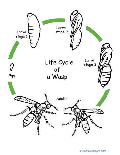 color  life cycle wasp thu vien tieng anh
