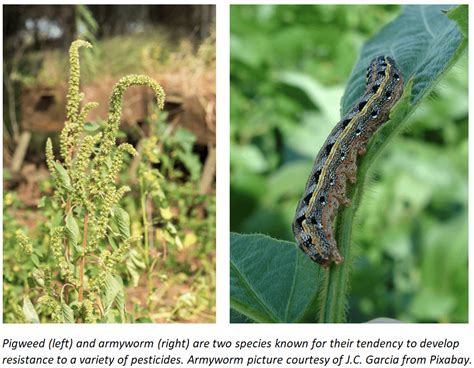 Pesticide Resistance Management