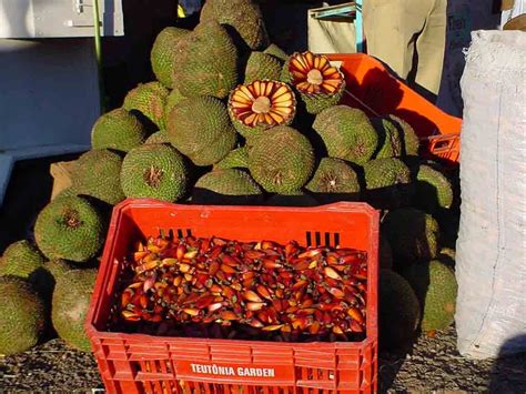 Araucaria Angustifolia Cones And Nuts