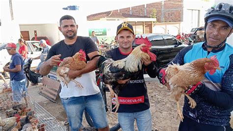 Vanio Das Galinhas Na Feira De Cra Bas Mostrando As Cria Es