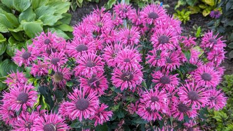 17 Best Bee Balm Varieties for the Home Garden