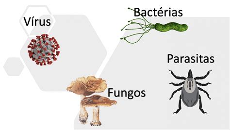 Doenças Causadas Por Virus Bacterias Protozoarios E Fungos BRAINCP