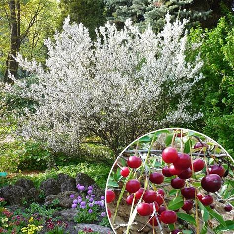 Купить саженцы Вишня кустовая Искры™ в Москве и РФ. Описание сорта ...