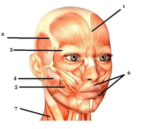 MUSCLES OF FACIAL EXPRESSION - www.medicoapps.org