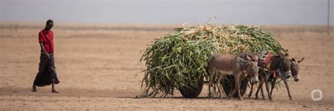 Islamic Relief Launches Urgent Appeal As Drought In Horn Of Africa