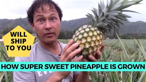 How The Super Sweet White Sugarloaf Creamy Pineapple Is Grown In Hawaii