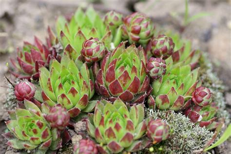 Hauswurz Sempervivum Hybriden