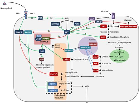 Schematic Representation Of NRG 1 Signaling In HepG2 Cells This