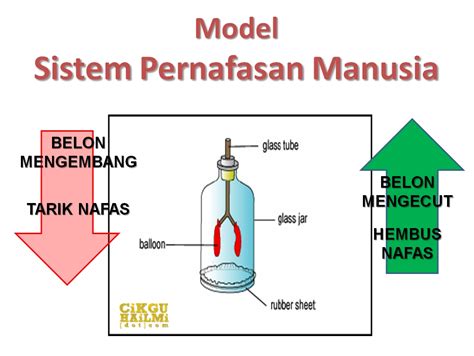 Riris: mekanisme pernafasan manusia