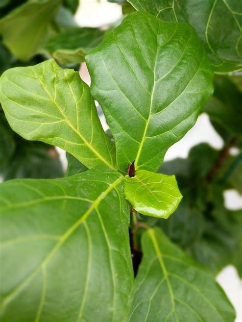 Is Your Fiddle Leaf Fig Overwatered Or Underwatered — Plant Care Tips