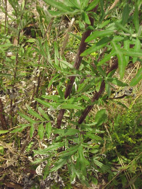 Artemisia Vulgaris Common Wormwood Go Botany