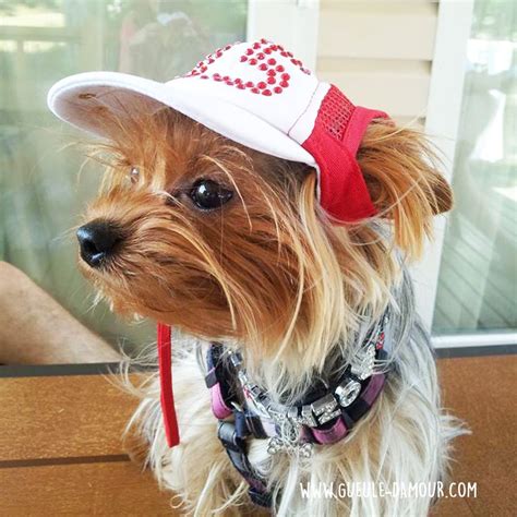 Gorra para chihuahua