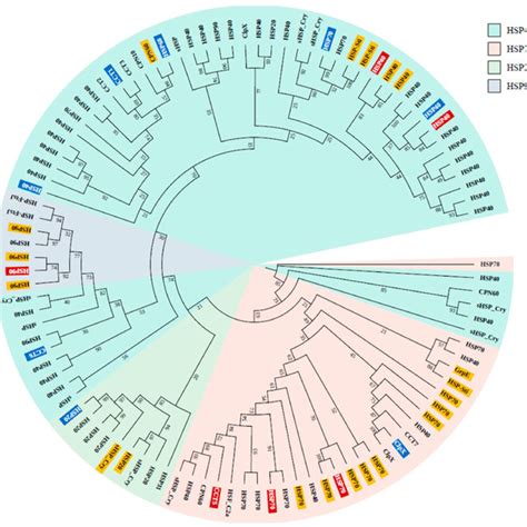 Phylogenetic Tree Of 102 HSPs Annotated Using Ortholog And Clustering