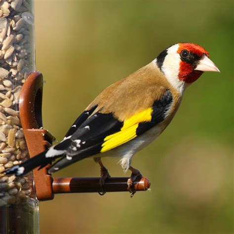 Chardonneret L Gant Carduelis Carduelis Oiseaux Des Jardins